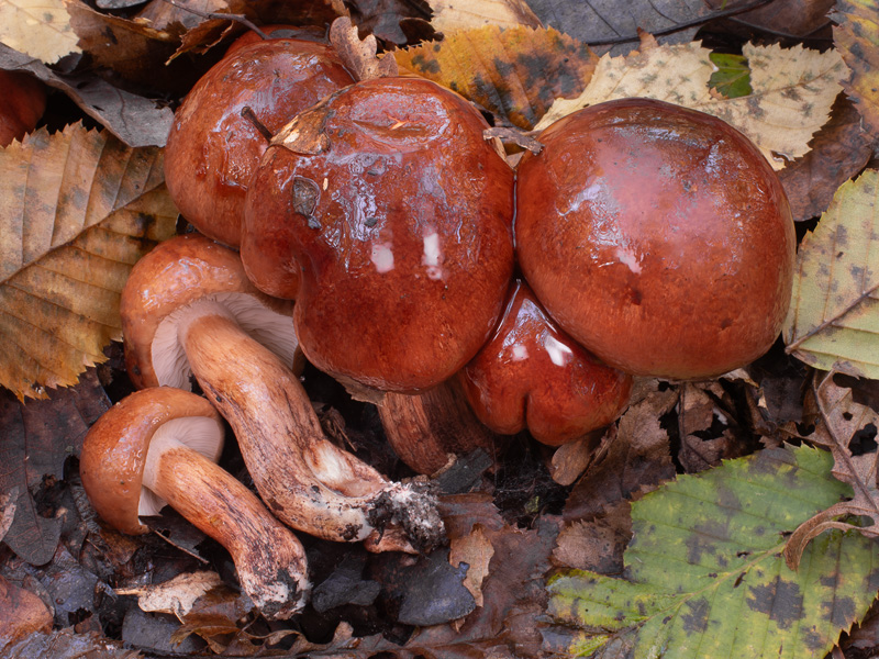 Tricholoma ustaloides Tricholoma ustaloides